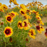 fill in around the gaillardia plant